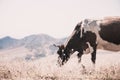 Cow Eating Grass In Autumn Pasture in foggy landscape in Georgia Royalty Free Stock Photo