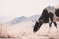 Cow Eating Grass In Autumn Pasture in foggy landscape in Georgia Royalty Free Stock Photo