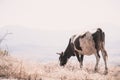 Cow Eating Grass In Autumn Pasture in foggy landscape in Georgia Royalty Free Stock Photo
