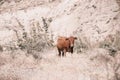 Cow Eating Grass In Autumn Pasture in foggy landscape in Georgia Royalty Free Stock Photo