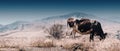 Panoramic view of the Cow Eating Grass In Autumn Pasture in foggy landscape in Georgia Royalty Free Stock Photo