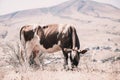 Cow Eating Grass In Autumn Pasture in foggy landscape in Georgia Royalty Free Stock Photo