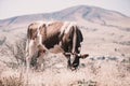 Cow Eating Grass In Autumn Pasture in foggy landscape in Georgia Royalty Free Stock Photo