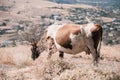 Cow Eating Grass In Autumn Pasture in foggy landscape in Georgia Royalty Free Stock Photo