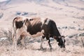 Cow Eating Grass In Autumn Pasture in foggy landscape in Georgia Royalty Free Stock Photo