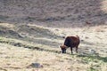 Cow Eating Grass In Autumn Pasture in mountain landscape Royalty Free Stock Photo