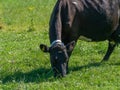 cow is eating grass, field. Cow on a grass meadow in summer. Black cow on green grass field Royalty Free Stock Photo