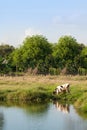 Cow eating grass in the field Royalty Free Stock Photo