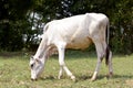 A cow is eating grass in the field Royalty Free Stock Photo