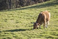 Cow eating grass in the field. space for copy and text Royalty Free Stock Photo