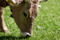 Cow eating grass on green field. Cute Cow grazing. Cute Cow