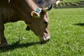 Cow eating grass on green field. Cute Cow grazing. Cows on Pasture Royalty Free Stock Photo