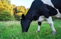 Cow eating grass on a green summer meadow, cows in a pasture.