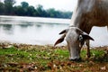 Cow is eating grass for his lunch in Cambodia.  In summer time, international In summer time, international In summer time, intern Royalty Free Stock Photo