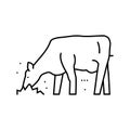 cow eating grass line icon vector illustration