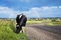 Cow eating grass in the meadow