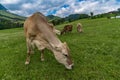 Cow is eating grass in meadow in mountains Royalty Free Stock Photo