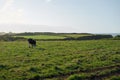 Cow eating grass on a meadow near the sea in Galicia, Spain Royalty Free Stock Photo