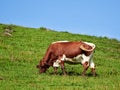 Cow eating Grass in the Mountains of Austria