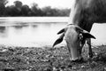 Cow Eating Grass near the Lake in Cambodia Royalty Free Stock Photo