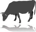 Cow eating grass silhouette