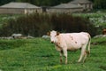 Cow Eating Grass In Spring Pasture. Cow Grazing On A Green Mountains Royalty Free Stock Photo