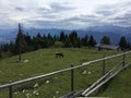 Cow eating grass on top of a mountian Royalty Free Stock Photo