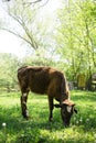 Cow eating grass in the village Royalty Free Stock Photo