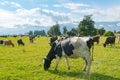 Cow eating green glass, New Zealand