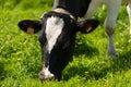 Cow Eating Green Grass on a Meadow Royalty Free Stock Photo