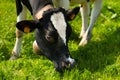 Cow Eating Green Grass on a Meadow Royalty Free Stock Photo