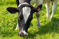 Cow Eating Green Grass on a Meadow Royalty Free Stock Photo