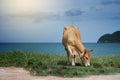 Cow eating a green grass near the sea, blurred sea with bluesky and island background, light effect added,selective focus Royalty Free Stock Photo