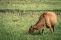 Cow is eating green grass