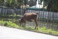 The cow is eating green grass beside the road and the small pond behind and the background is blurr Royalty Free Stock Photo