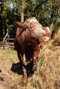 Cow Eating Hay Royalty Free Stock Photo