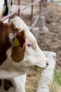 Cow eating hay Royalty Free Stock Photo