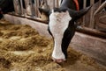 Cow eating hay in cowshed on dairy farm Royalty Free Stock Photo