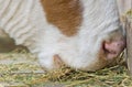 Cow eating hay Royalty Free Stock Photo