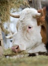 Cow eating hay Royalty Free Stock Photo