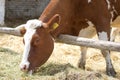 Cow eating hay Royalty Free Stock Photo