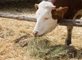 Cow eating hay Royalty Free Stock Photo