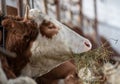 Cow eating hay in stable Royalty Free Stock Photo
