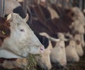 Cow eating hay in stable Royalty Free Stock Photo