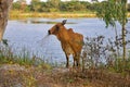 Thai Cow eating by a Lake in Isaan