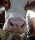 Cow eating lucerne in stable Royalty Free Stock Photo