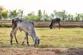 Cow eating organic grass in grazing