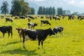 Cow eating over green glass Royalty Free Stock Photo