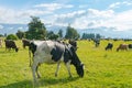 Cow eating over green glass with mountain background Royalty Free Stock Photo