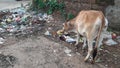 A cow is eating polythene and garbage during the Lockdown period.